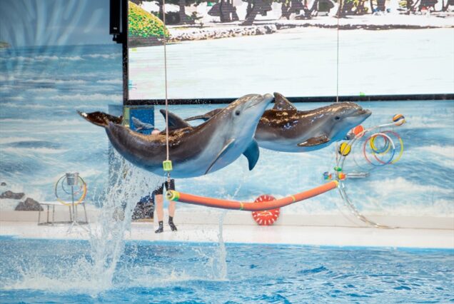 تور دلفیناریوم دبی عکس پرش دلفین‌ها با مربی