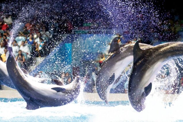 تور دلفیناریوم دبی عکس عملکرد دلفین‌ها با حلقه