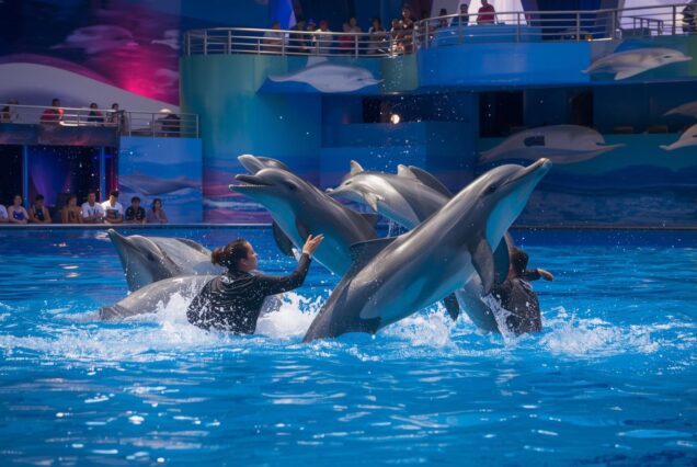 خرید بلیط نمایش دلفین‌های دبی – رزرو آنلاین و ارزان‌ترین قیمت دلفیناریوم
